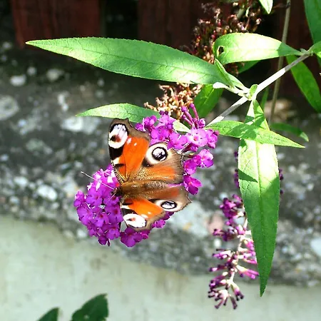 Peace & House In Tihany, Sajkod Tihany