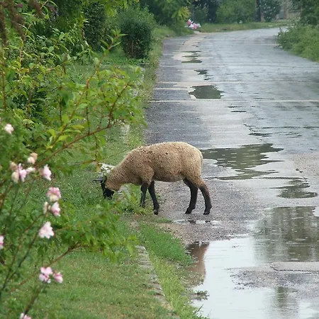 Peace & House In Tihany, Sajkod